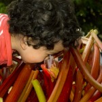 Harvesting Rhubarb Harvesting Rhubarb